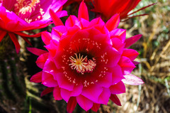 Trichocereus rowleyi