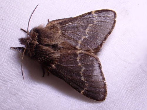 December Moth