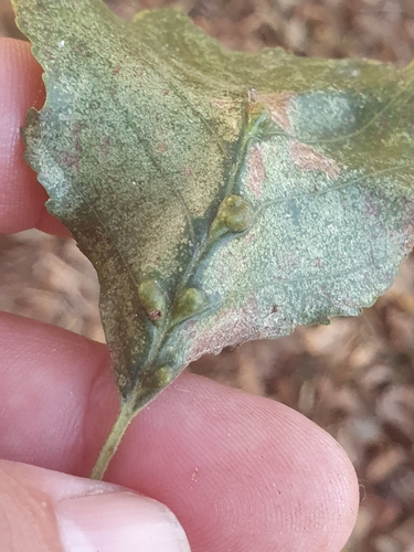 alder vein angle gall
