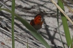 Lycaena phlaeas hypophlaeas