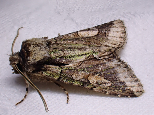 Green-brindled Crescent