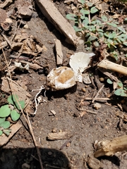 Fungi