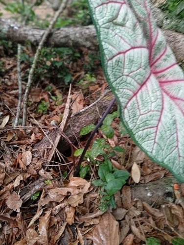 Caladium bicolor observed 2026-10-18