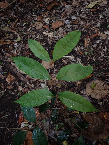 Euroschinus falcatus, 2026-10-17