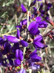 Psorothamnus fremontii