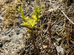 Sedum radiatum