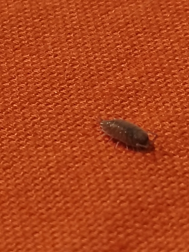Powder Blue Isopod