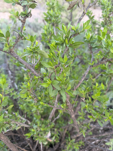 American Tarwort