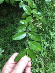 Ligustrum sinense