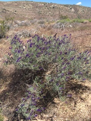 Psorothamnus fremontii