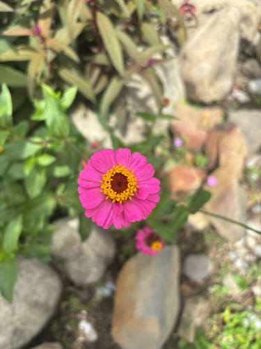 Zinnia elegans observed 2026-10-18