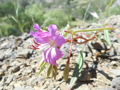 Clarkia breweri