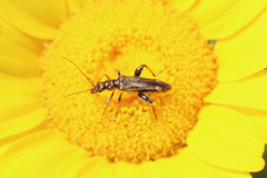 Oedemera barbara