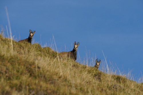 Northern Chamois