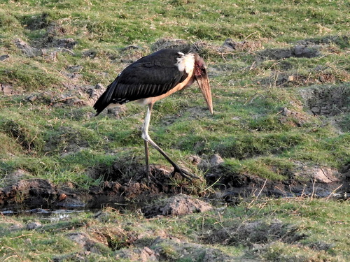 iNaturalist image