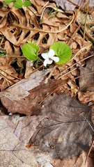 Viola renifolia