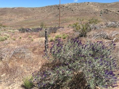 Psorothamnus fremontii