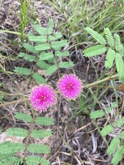 Mimosa nuttallii