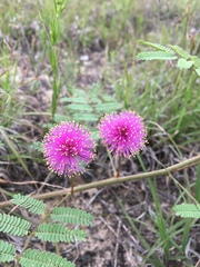 Mimosa nuttallii