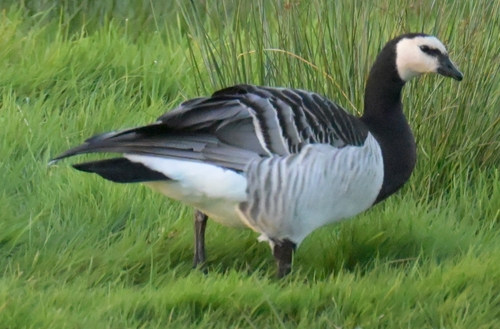 Barnacle Goose