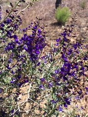 Psorothamnus fremontii