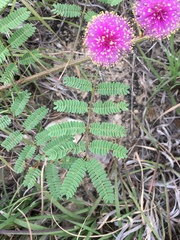 Mimosa nuttallii