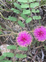 Mimosa nuttallii