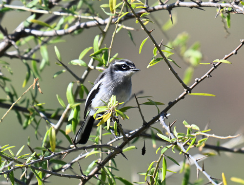 iNaturalist image