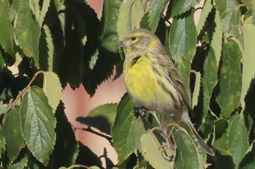 European Serin