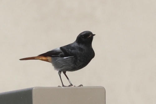 Black Redstart