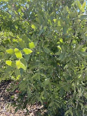 Quercus peninsularis