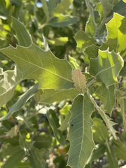 Quercus peninsularis