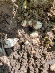 Fungi