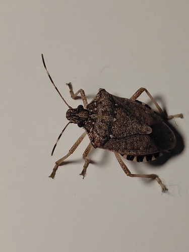 Brown Marmorated Stink Bug