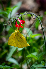 Phoebis neocypris virgo