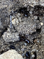 Camponotus johnsoni