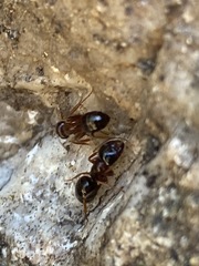 Camponotus johnsoni