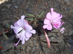 Clarkia breweri