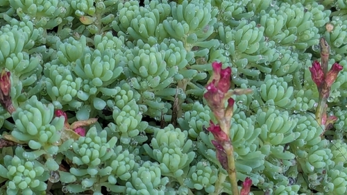 Turkish stonecrop