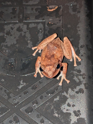 Eleutherodactylus coqui observed 2026-10-15