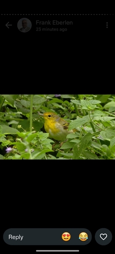 Setophaga petechia, 2026-10-18