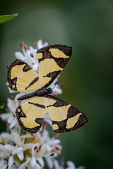 Baeotis zonata zonata