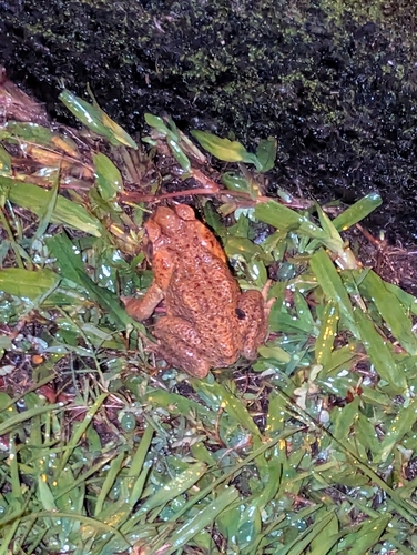 Rhinella marina observed 2026-10-16