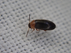 Anaspis regimbarti