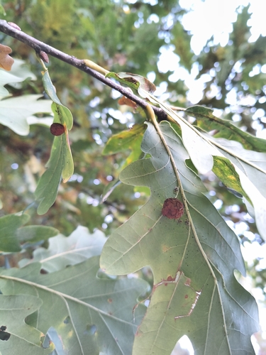 Cherry Gall Wasp