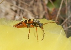 Typocerus sinuatus