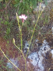 Crupina crupinastrum