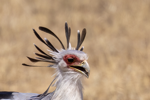 iNaturalist image