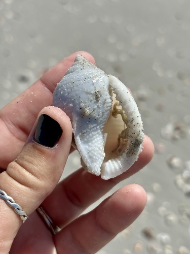 Phalium granulatum granulatum, 2026-10-18