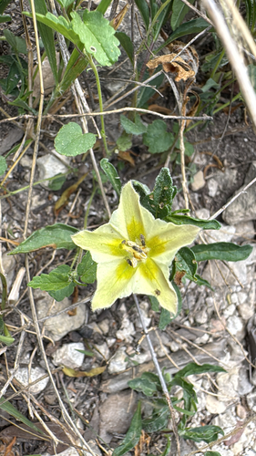 Edwards plateau five-eyes